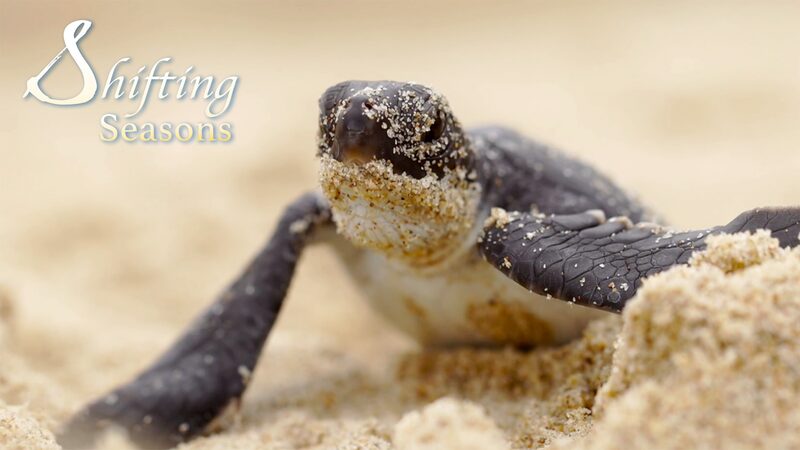 Endangered_Green_Sea_Turtles_Begin_Nesting_Season_at_Chinas_Huidong_Reserve_poster - Khabar Asia Endangered Green Sea Turtles Begin Nesting Season at China's Huidong Reserve video poster