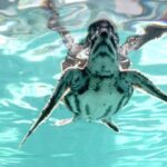 Endangered Leatherback Sea Turtles Released into the Wild Off Thailand's Phuket Island