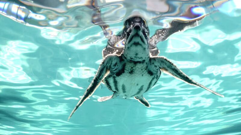 Endangered Leatherback Sea Turtles Released into the Wild Off Thailand's Phuket Island