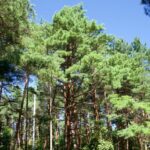 Endangered_Meiren_Pines_Thrive_in_Jilin_s_Changbai_Mountains