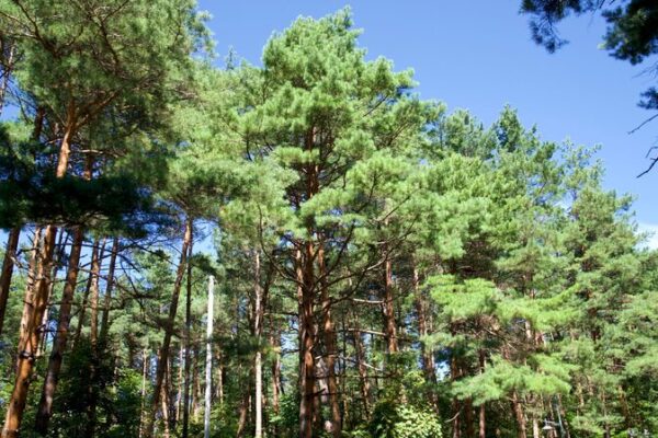 Endangered Meiren Pines Thrive in Jilin’s Changbai Mountains Endangered_Meiren_Pines_Thrive_in_Jilin_s_Changbai_Mountains