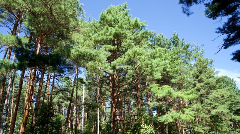 Endangered_Meiren_Pines_Thrive_in_Jilin_s_Changbai_Mountains - Khabar Asia Endangered_Meiren_Pines_Thrive_in_Jilin_s_Changbai_Mountains