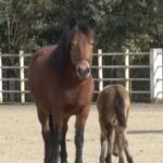 Endangered Ningqiang Pony Population Rises to 206 in China video poster