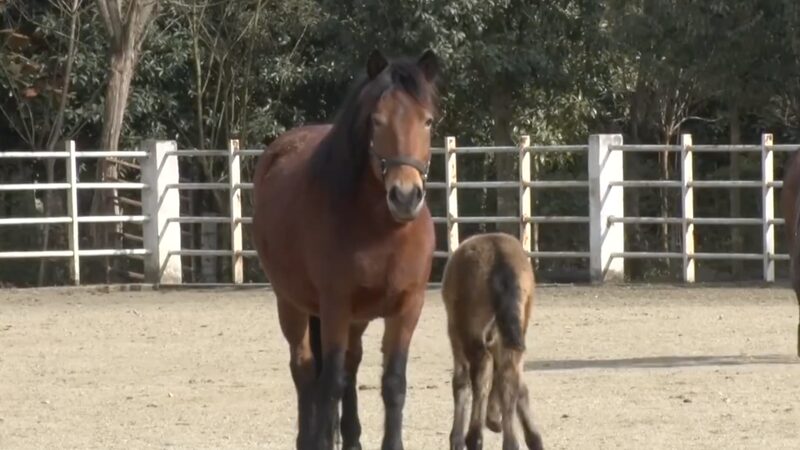 Endangered_Ningqiang_Pony_Population_Rises_to_206_in_China_poster - Khabar Asia Endangered Ningqiang Pony Population Rises to 206 in China video poster