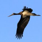 Endangered Oriental White Storks Flock to Nandagang Wetland in Record Numbers