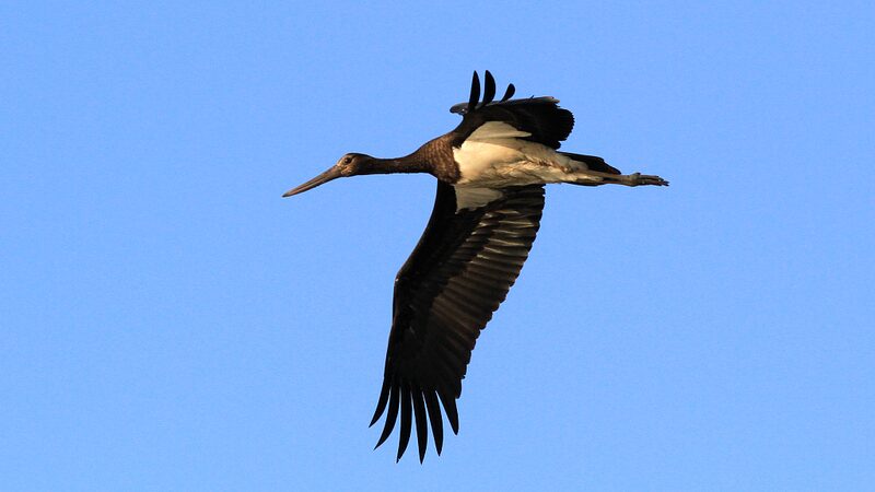 Endangered_Oriental_White_Storks_Flock_to_Nandagang_Wetland_in_Record_Numbers - Khabar Asia Endangered Oriental White Storks Flock to Nandagang Wetland in Record Numbers