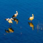 Endangered Oriental White Storks Spotted at Anhui's Huajiahu Lake