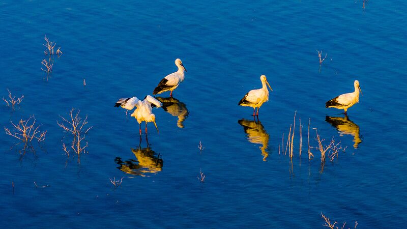 Endangered_Oriental_White_Storks_Spotted_at_Anhuis_Huajiahu_Lake - Khabar Asia Endangered Oriental White Storks Spotted at Anhui's Huajiahu Lake