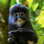 Endangered Phayre's Leaf Monkeys Spotted in China's Yunnan Province video poster