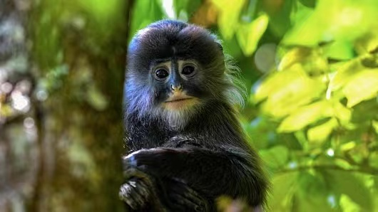 Endangered Phayre’s Leaf Monkeys Spotted in China’s Yunnan Province Endangered Phayre's Leaf Monkeys Spotted in China's Yunnan Province video poster