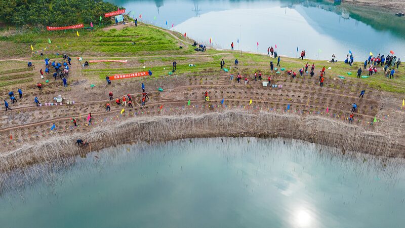 Endangered_Plants_Reintroduced_to_Yangtze_River_Islet_in_Chinas_Three_Gorges_Reservoir - Khabar Asia Endangered Plants Reintroduced to Yangtze River Islet in China's Three Gorges Reservoir