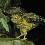 Endangered Tawny Fish Owls Thrive in Jiangxi Nature Reserve