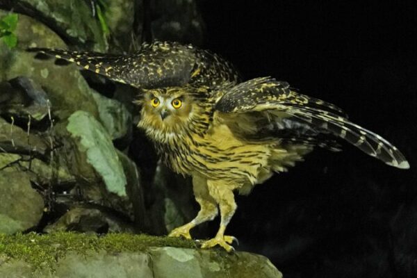 Endangered Tawny Fish Owls Thrive in Jiangxi Nature Reserve Endangered Tawny Fish Owls Thrive in Jiangxi Nature Reserve