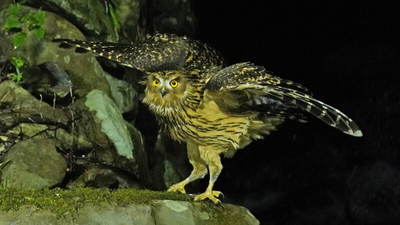 Endangered Tawny Fish Owls Thrive in Jiangxi Nature Reserve