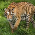 Endangered_Tigers_and_Leopards_Thrive_in_Northeast_China_National_Park