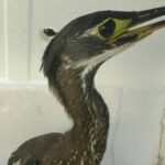 Endangered_White_Eared_Night_Heron_Spotted_Again_in_Yunnan_for_Fourth_Consecutive_Year