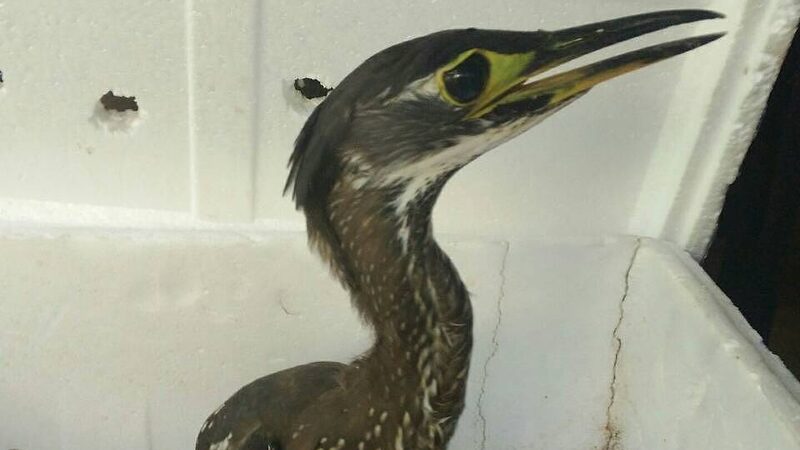 Endangered_White_Eared_Night_Heron_Spotted_Again_in_Yunnan_for_Fourth_Consecutive_Year