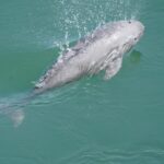 Ensuring_Winter_Survival_for_Rare_Yangtze_Finless_Porpoises_in_East_China_s_Poyang_Lake video poster