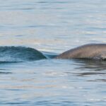 Environmental DNA Technology Revolutionizes Tracking of Yangtze Finless Porpoises