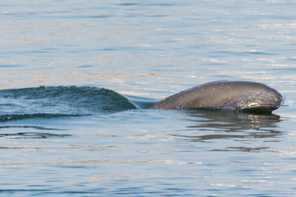 Environmental DNA Technology Revolutionizes Tracking of Yangtze Finless Porpoises Environmental DNA Technology Revolutionizes Tracking of Yangtze Finless Porpoises