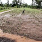 Erratic Weather Patterns in Kenya Disrupt Traditional Agriculture