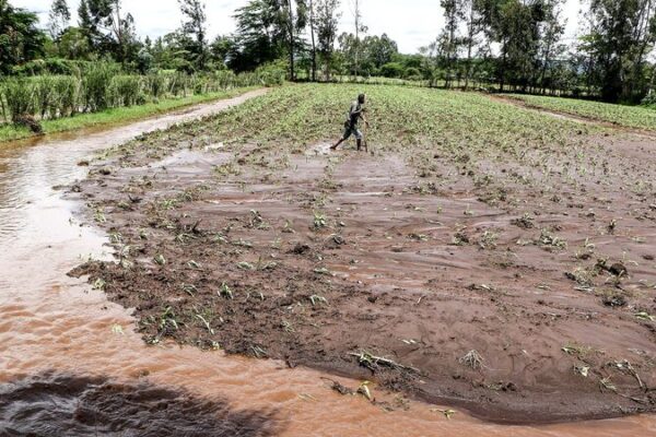 Erratic Weather Patterns in Kenya Disrupt Traditional Agriculture Erratic Weather Patterns in Kenya Disrupt Traditional Agriculture