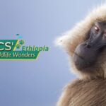 Ethiopia_s_Wildlife_Wonders__Ethiopian_Wolf__Gelada_Baboon__and_Mountain_Nyala