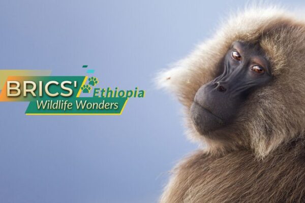 Ethiopia’s Wildlife Wonders: Ethiopian Wolf, Gelada Baboon, and Mountain Nyala Ethiopia_s_Wildlife_Wonders__Ethiopian_Wolf__Gelada_Baboon__and_Mountain_Nyala