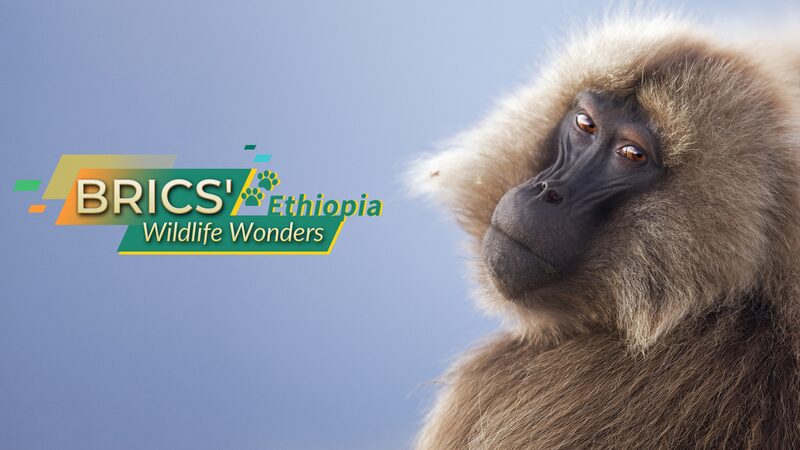 Ethiopia_s_Wildlife_Wonders__Ethiopian_Wolf__Gelada_Baboon__and_Mountain_Nyala