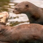 European Zoos Unite to Save Endangered Giant Otters