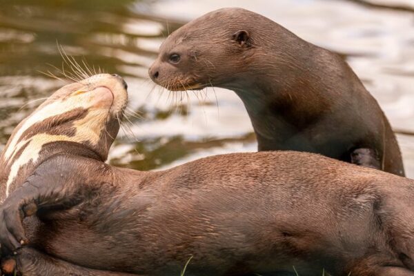 European Zoos Unite to Save Endangered Giant Otters European Zoos Unite to Save Endangered Giant Otters