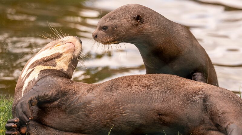 European_Zoos_Unite_to_Save_Endangered_Giant_Otters - Khabar Asia European Zoos Unite to Save Endangered Giant Otters