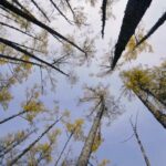 Experience Autumn's Brief Splendor in China's Greater Xing'an Range video poster