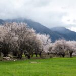 Experience Spring Amidst Nyingchi's Blossoming Peach Valley video poster
