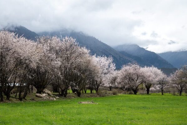 Experience Spring Amidst Nyingchi's Blossoming Peach Valley video poster