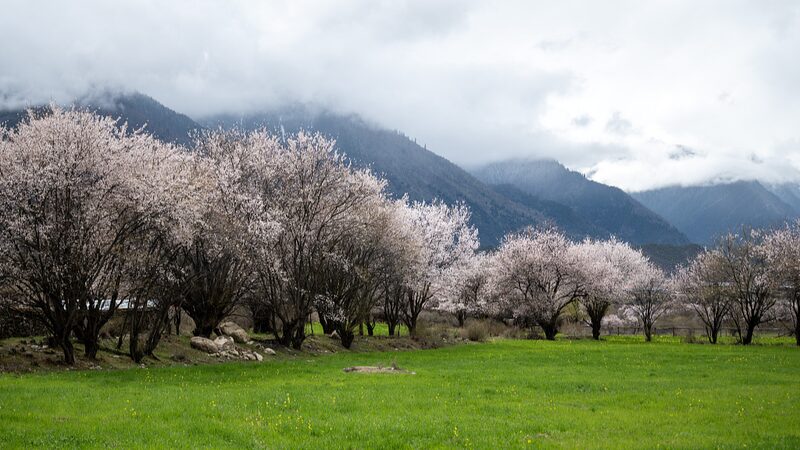 Experience_Spring_Amidst_Nyingchis_Blossoming_Peach_Valley_poster - Khabar Asia Experience Spring Amidst Nyingchi's Blossoming Peach Valley video poster