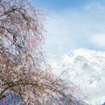 Experience Spring's Splendor in China's Nyingchi Peach Blossom Valley video poster