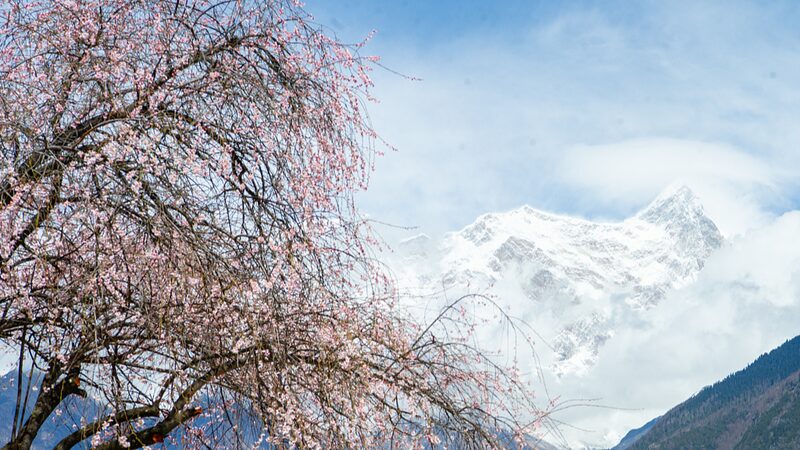 Experience_Springs_Splendor_in_Chinas_Nyingchi_Peach_Blossom_Valley_poster - Khabar Asia Experience Spring's Splendor in China's Nyingchi Peach Blossom Valley video poster