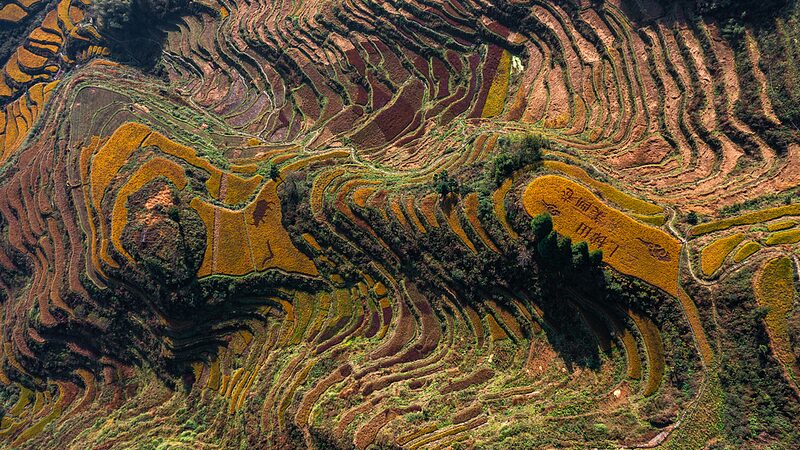 Experience_Zhejiang_s_Harvest_at_Yunhe_Terraces_and_Yiwu_s_Sugarcane_Fields