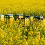 Experience the Golden Sea of Rapeseed Blossoms in Yinzhou, East China video poster