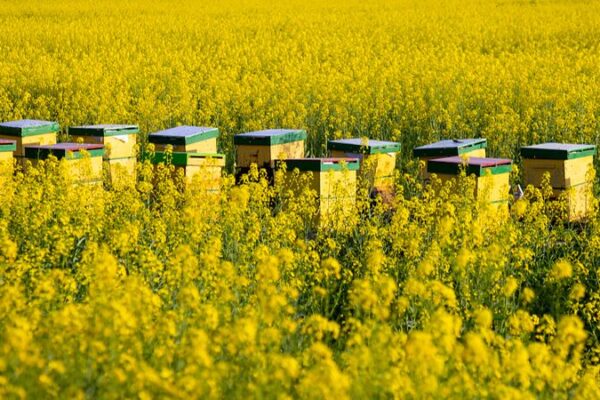 Experience the Golden Sea of Rapeseed Blossoms in Yinzhou, East China Experience the Golden Sea of Rapeseed Blossoms in Yinzhou, East China video poster
