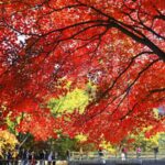 Experience the Vibrant Autumn: Maple Leaves Festival at Guanmenshan National Forest Park video poster
