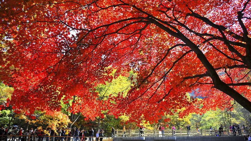 Experience the Vibrant Autumn: Maple Leaves Festival at Guanmenshan National Forest Park video poster