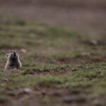 Expert Challenges Blame on Pikas for Qinghai-Tibet Grassland Degradation video poster