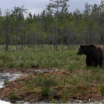 Experts Alarmed by Biodiversity Loss in Finland's Coastal Waters