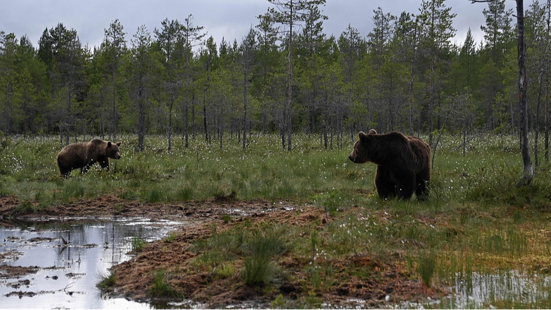 Experts_Alarmed_by_Biodiversity_Loss_in_Finlands_Coastal_Waters - Khabar Asia Experts Alarmed by Biodiversity Loss in Finland's Coastal Waters