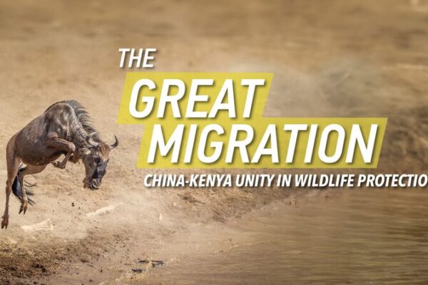 Exploring Africa Beyond the Great Migration: A Journey Through Its Diverse Wonders Exploring_Africa_Beyond_the_Great_Migration__A_Journey_Through_Its_Diverse_Wonders video poster