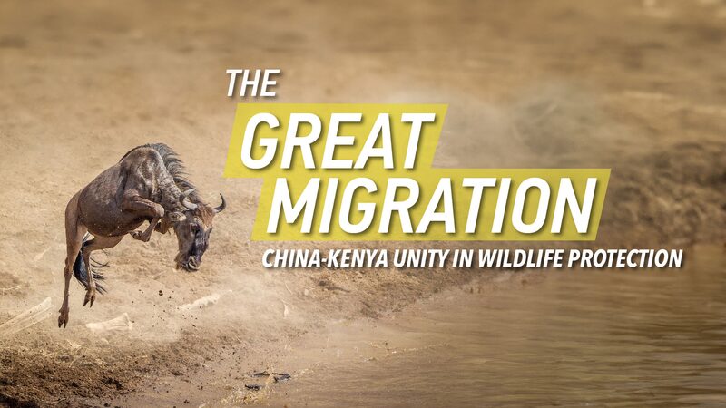 Exploring_Africa_Beyond_the_Great_Migration__A_Journey_Through_Its_Diverse_Wonders_poster - Khabar Asia Exploring_Africa_Beyond_the_Great_Migration__A_Journey_Through_Its_Diverse_Wonders video poster