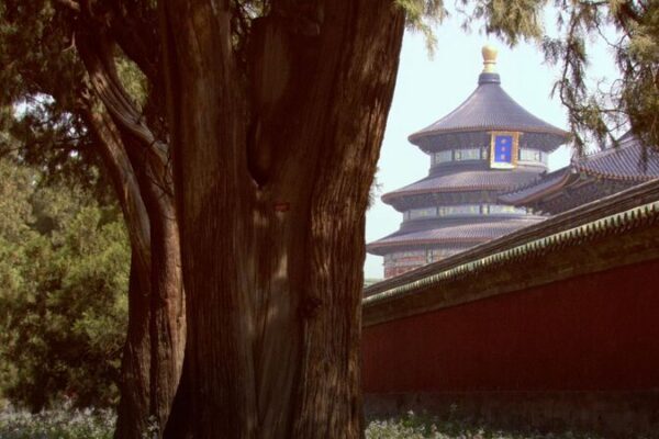 Exploring Beijing’s Hidden Natural Gems: Insects and Plants Inspire a New Generation Exploring Beijing's Hidden Natural Gems: Insects and Plants Inspire a New Generation video poster