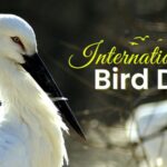 Exploring China's Avian Wonders on International Bird Day video poster